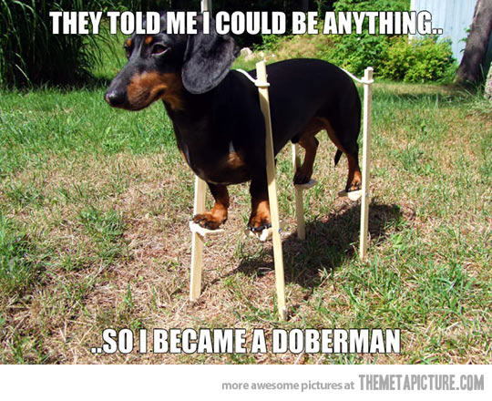 doberman
