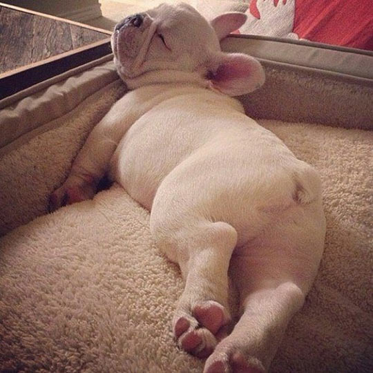 sleeping frenchie