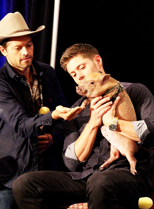 misha collins and jensen ackles with a pig