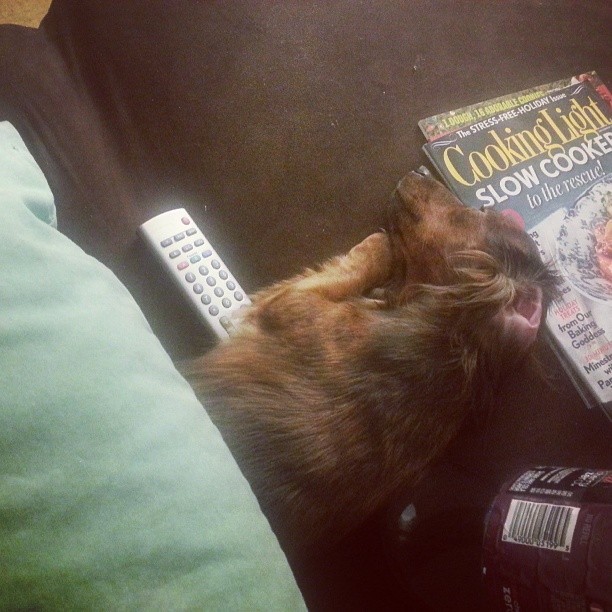 dachshund butt in my lap