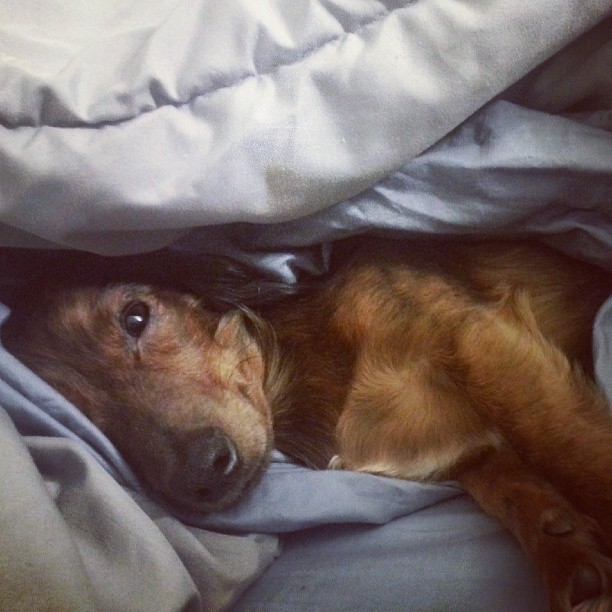 dachshund in bed