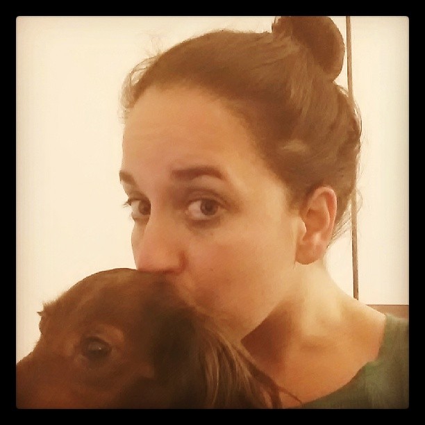dachshund love