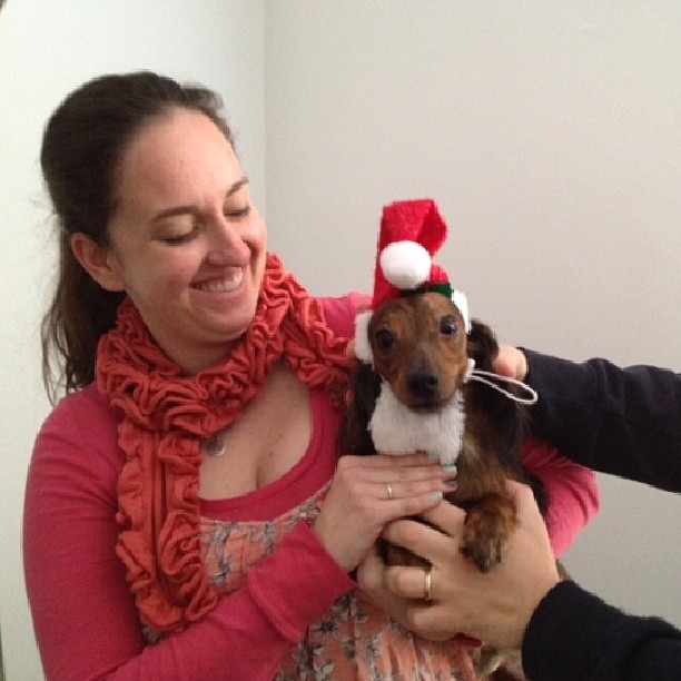 holiday dachshund