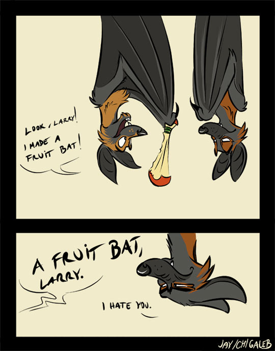 fruit bat's fruit bat