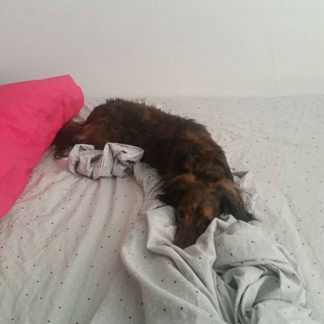 12935094_203758213349123_1156869447_n