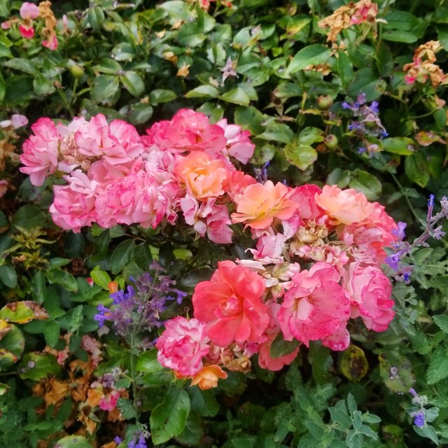 IMG_20170902_121016_342